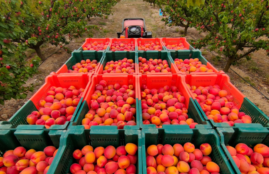 Remorque d'abricots cueillies